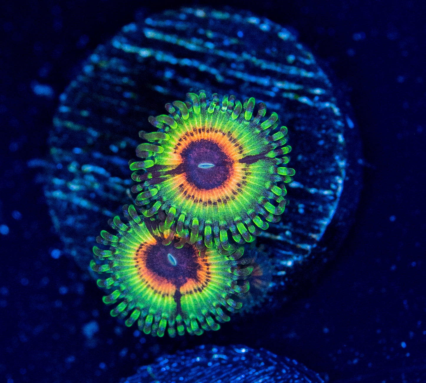 O50 LSOH Zoas