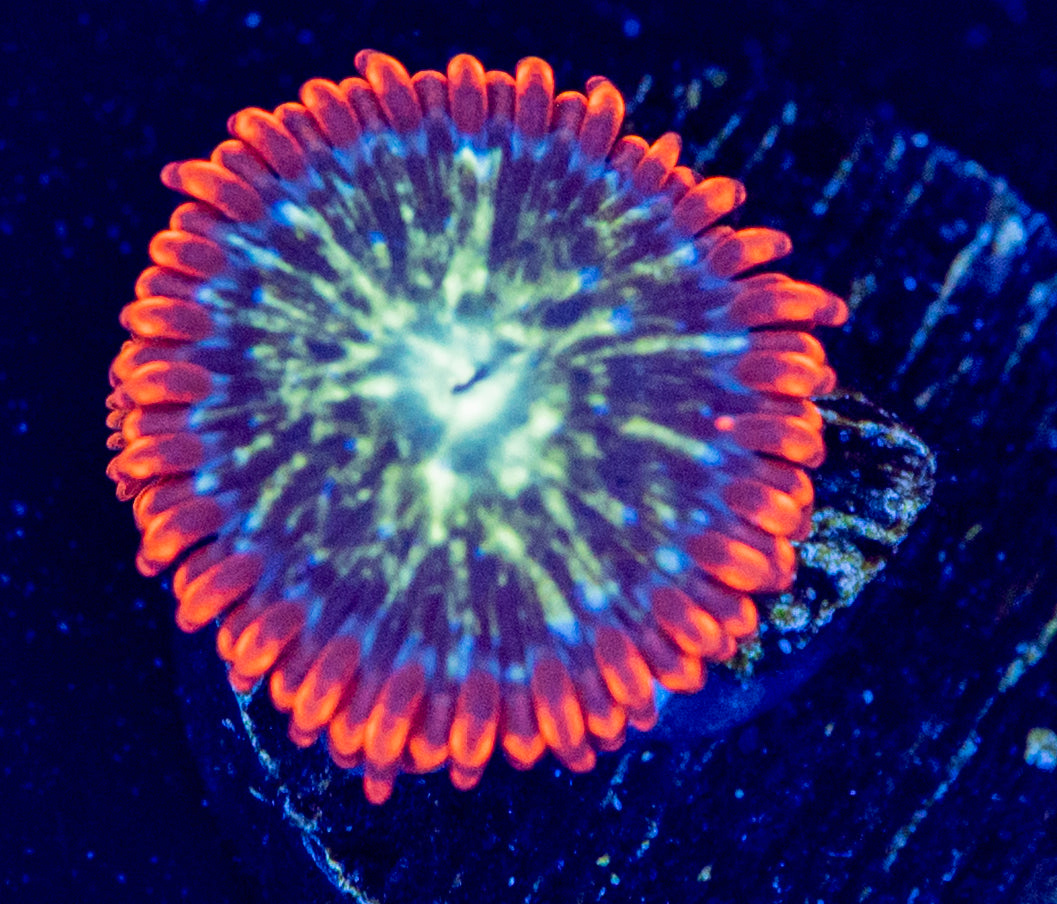 O51 SPACE BALLZ ZOA
