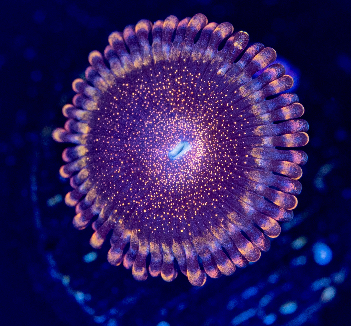 O53 BOUGIE ZOA