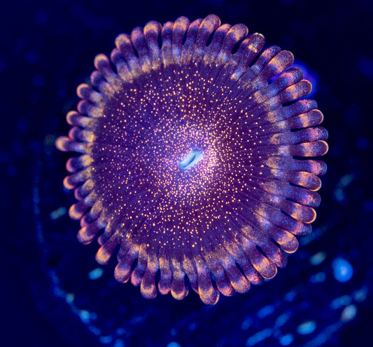 O53 BOUGIE ZOA