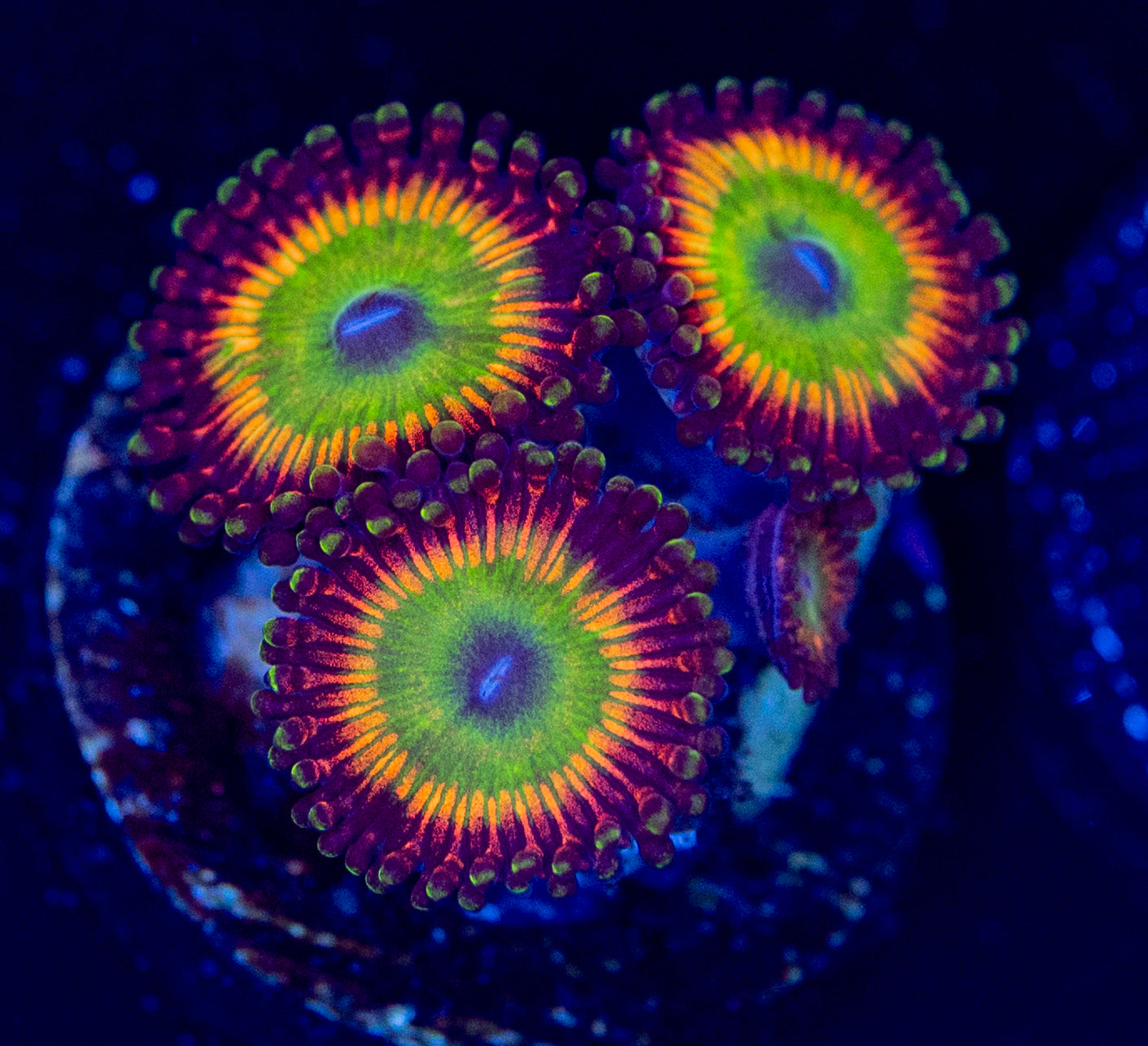 O54 ZOA CANDY APPLE RED