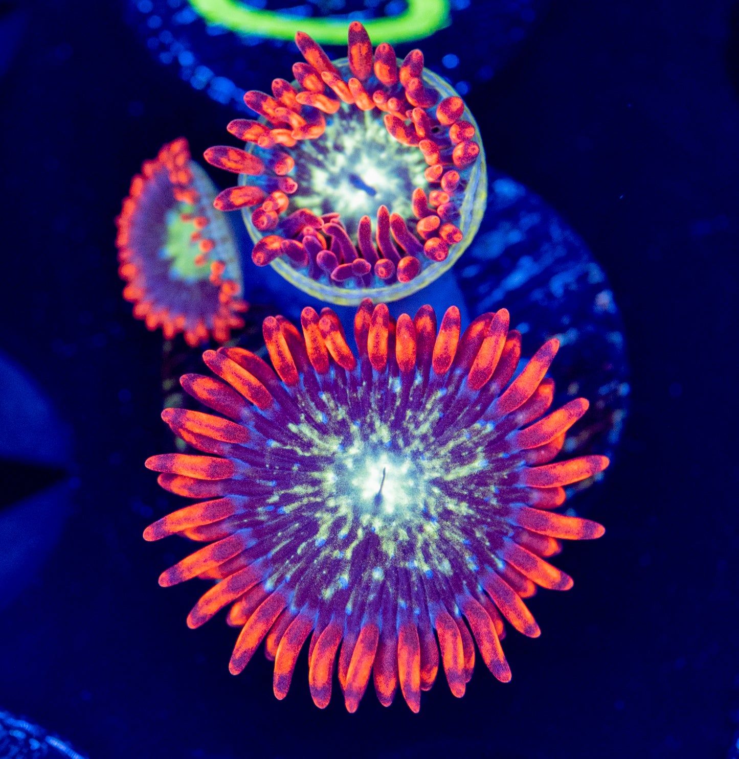 O58 SPACE BALLZ ZOA