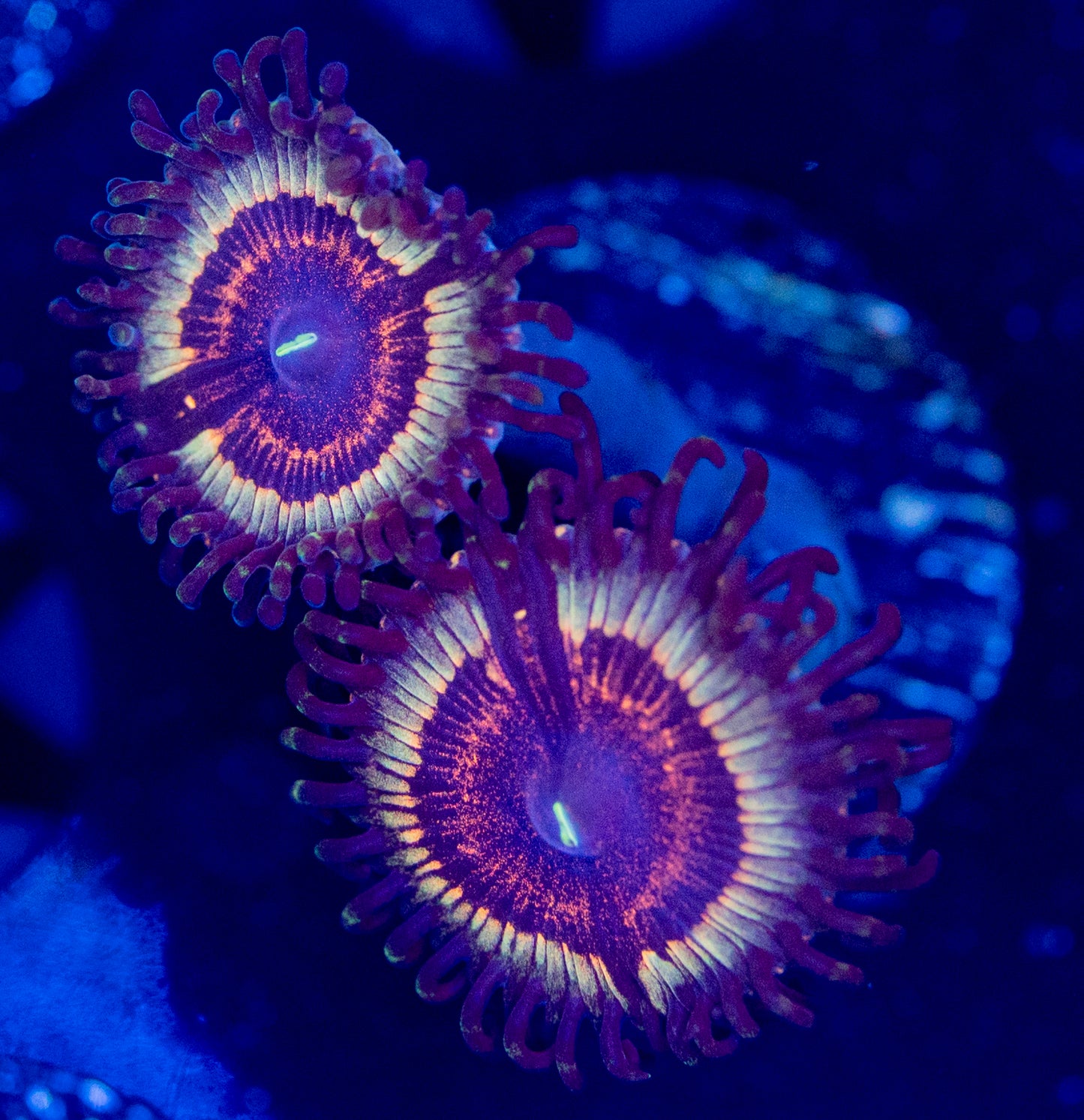 O59 ZOA