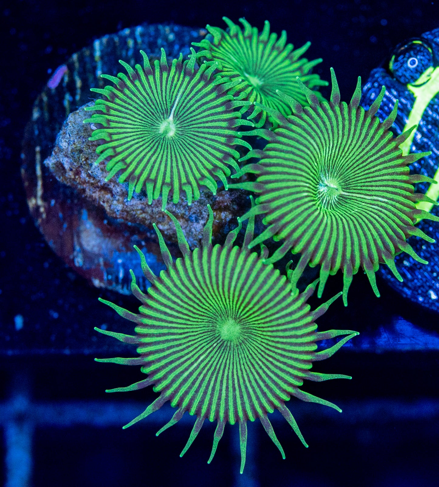O60 NUCLEAR PALY