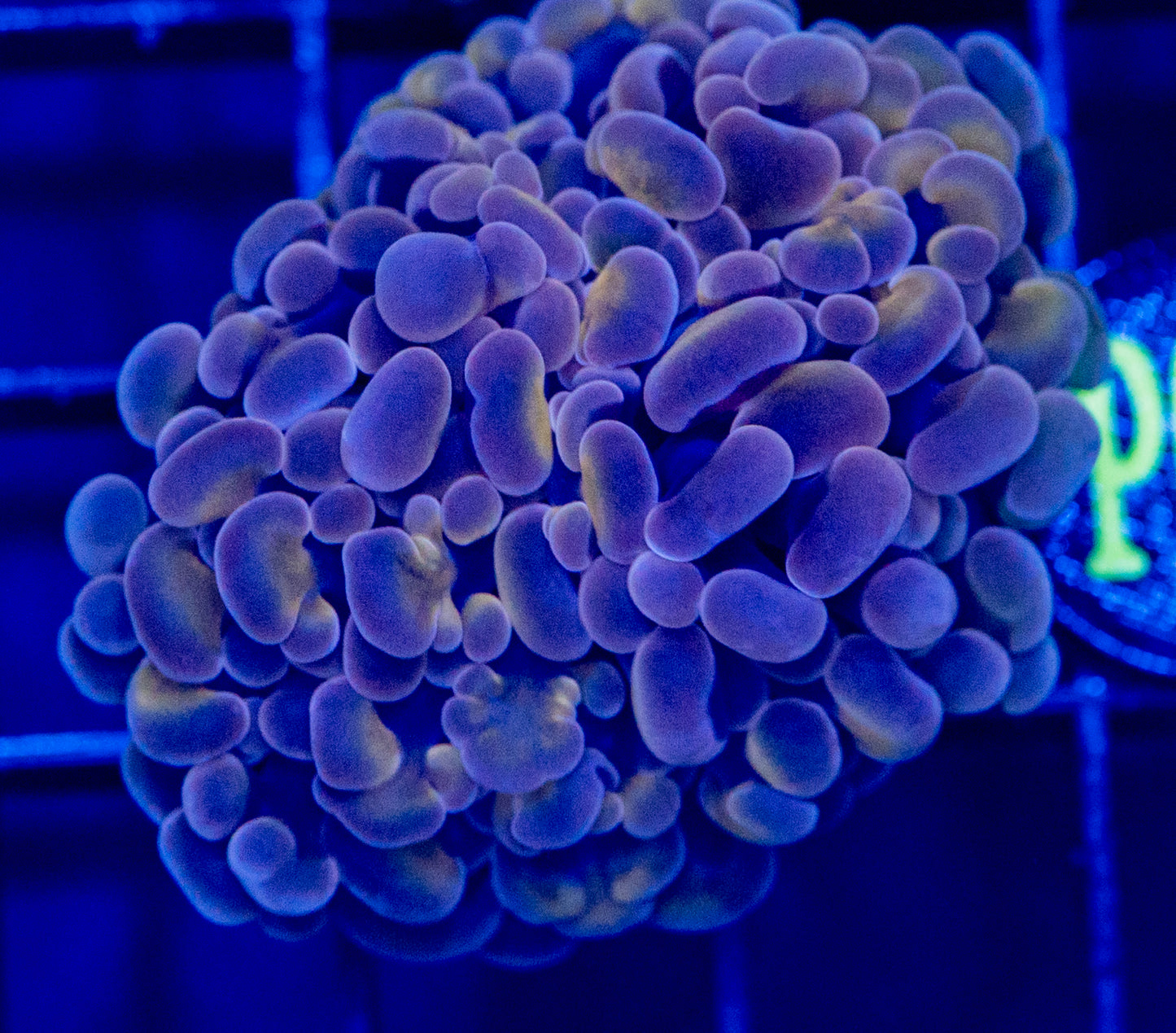 P02 PURPLE GOLD HAMMER