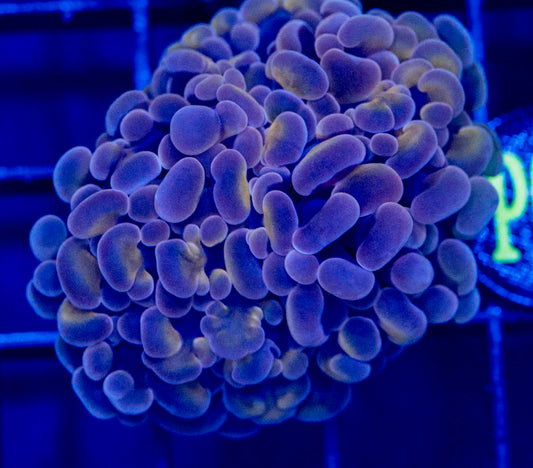 P02 PURPLE GOLD HAMMER