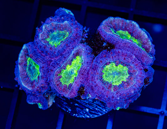 P06F BLASTO Colony/ SPECIAL