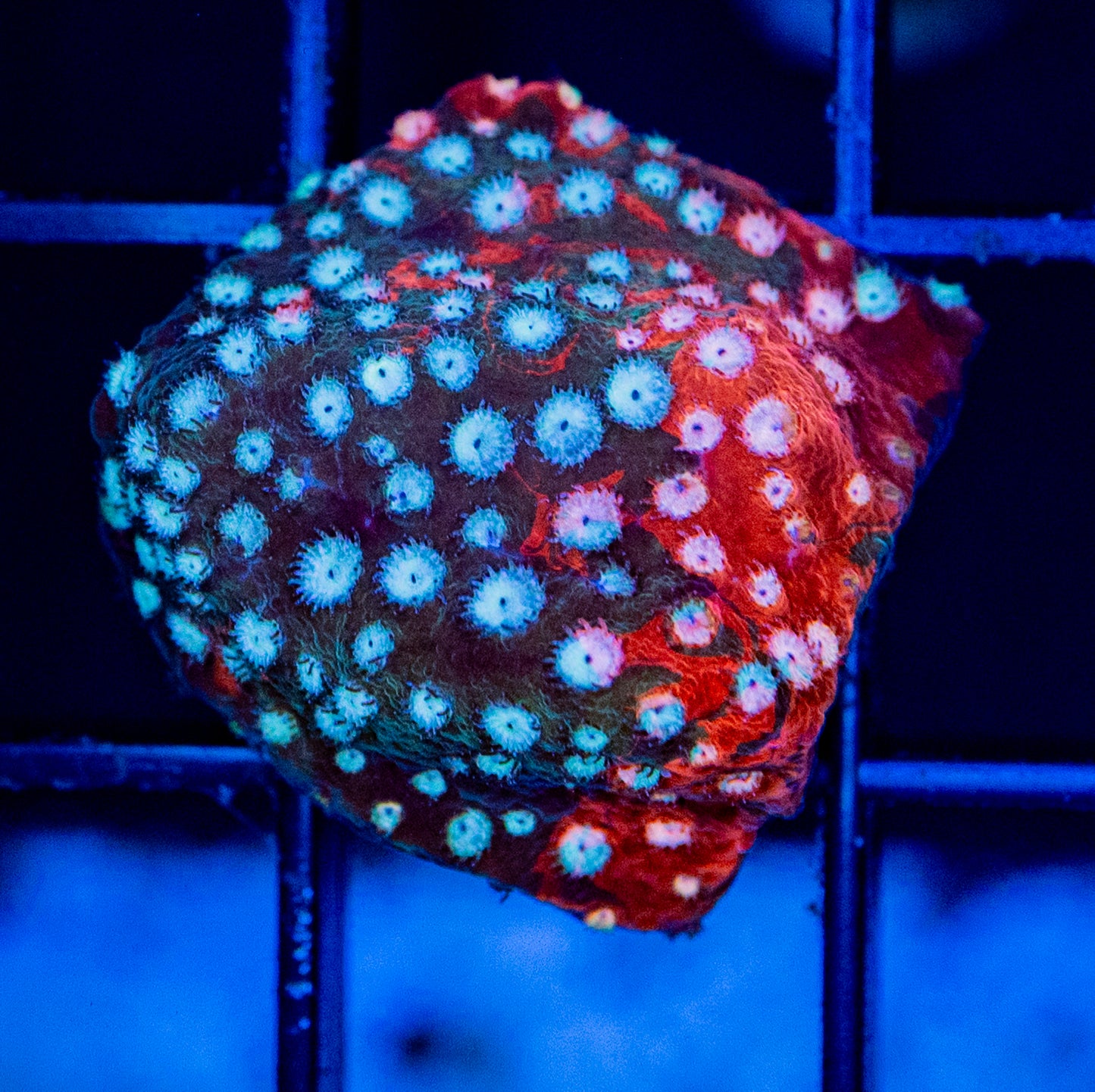 P35B FENDER BENDER/SPECIAL