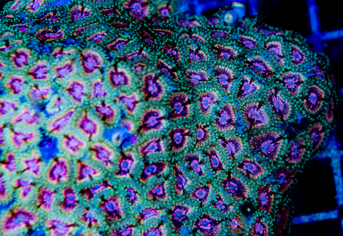 RAS Purple Reign Zoa