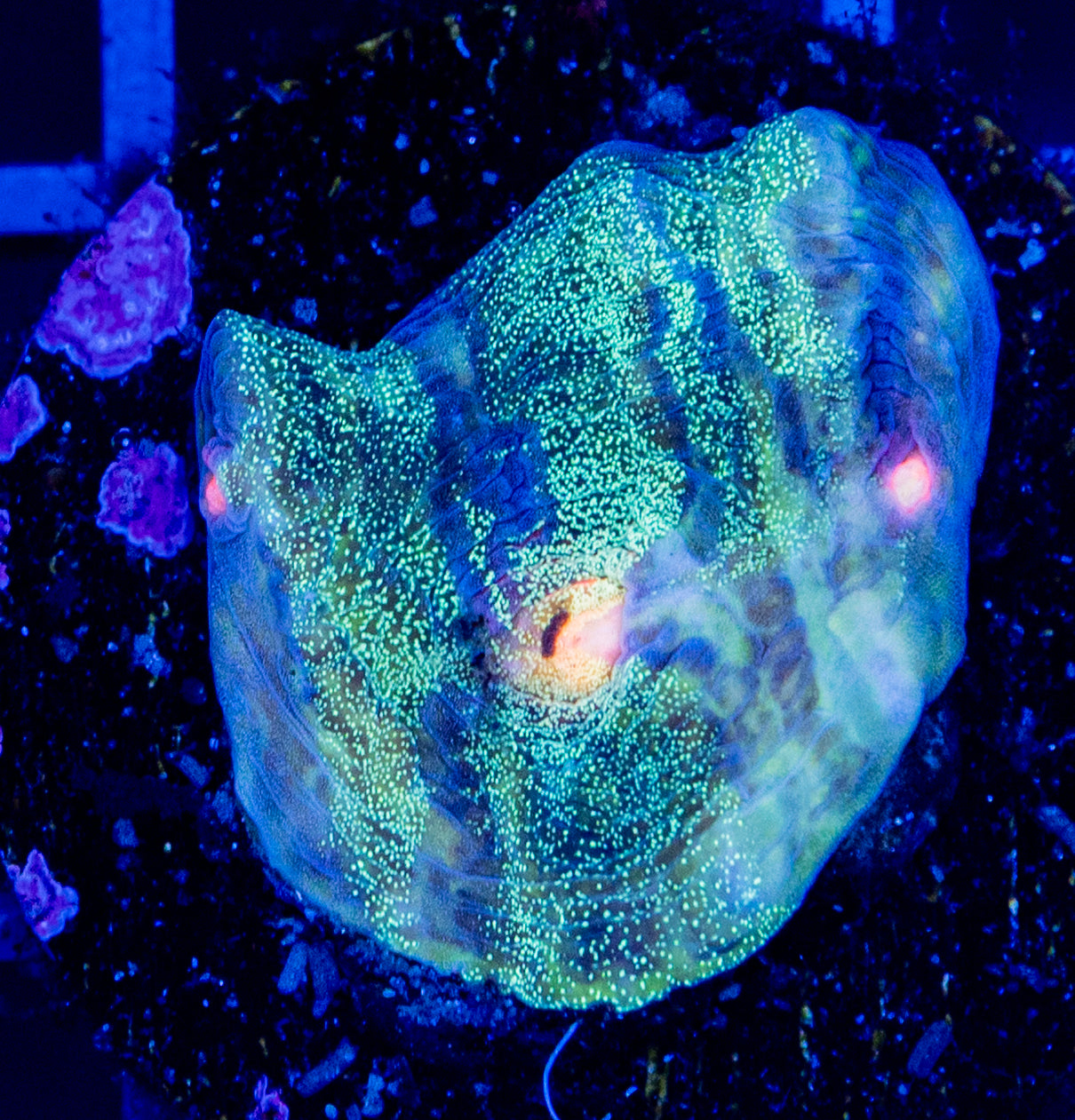 R27F RAS MARDI GRAS CHALICE