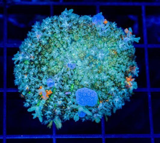 RAS Ghost Bounce Mushroom - WYSIWYG