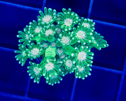 RAS Zombie Eye Alveopora - WYSIWYG