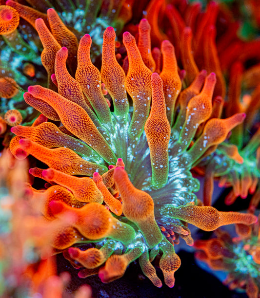 Rainbow Bubble Tip Anemone