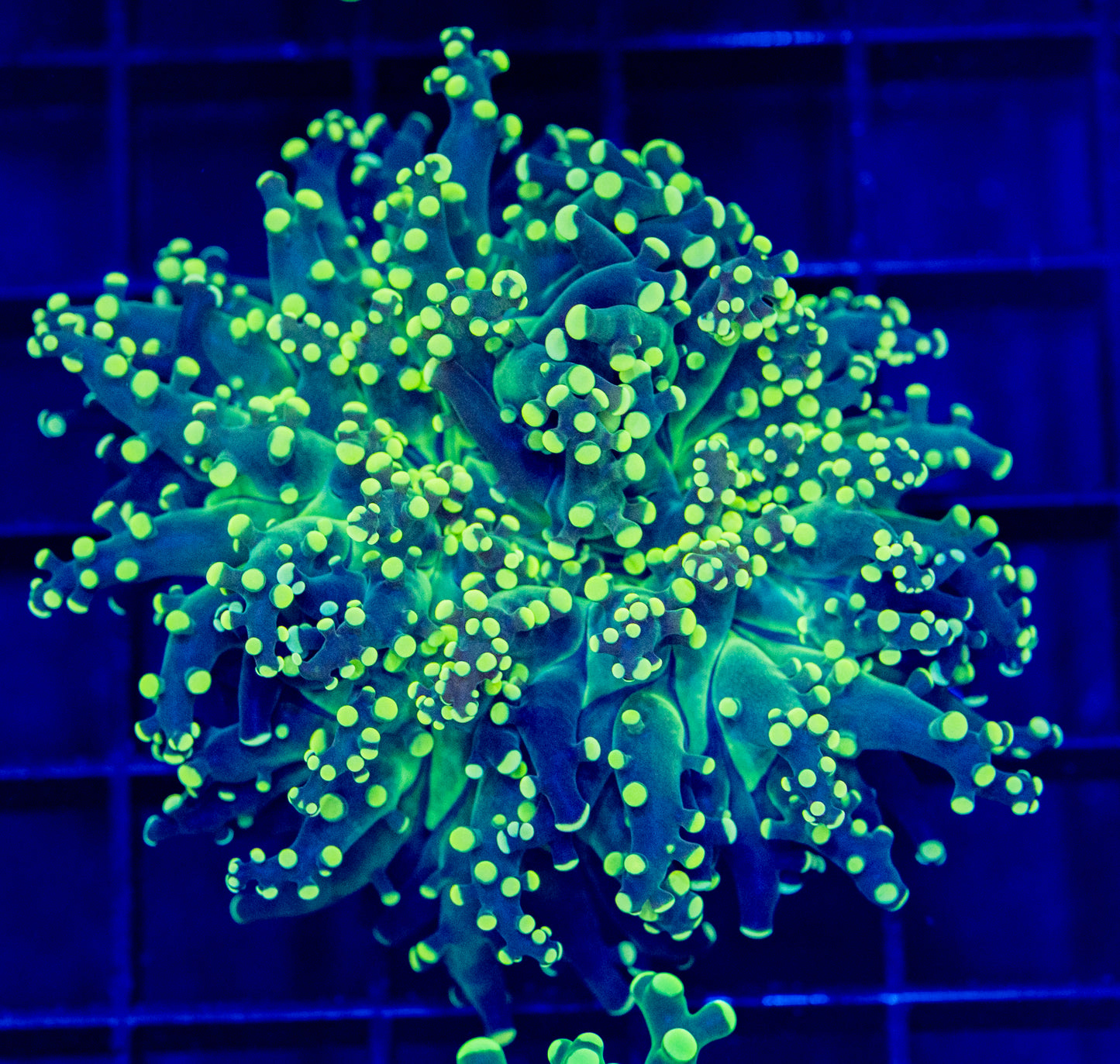 S07 Yellow FROGSPAWN