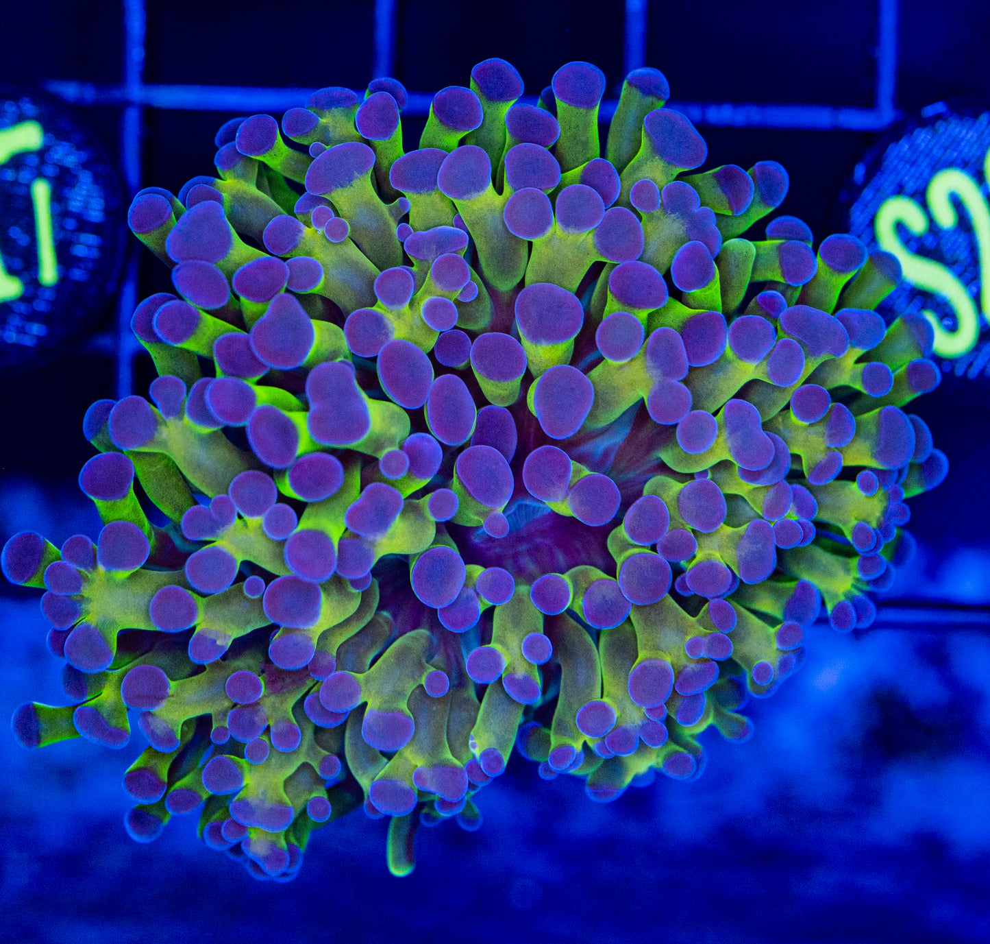 S29 Purple tips HAMMER