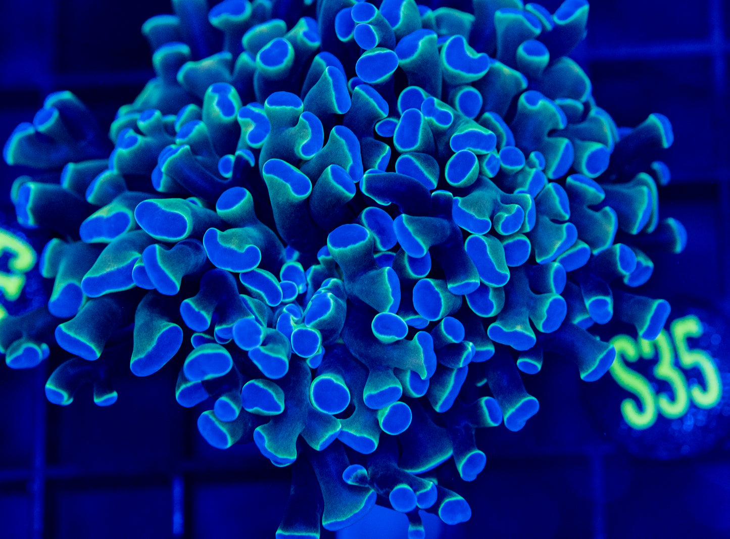S35 Blue hologram HAMMER