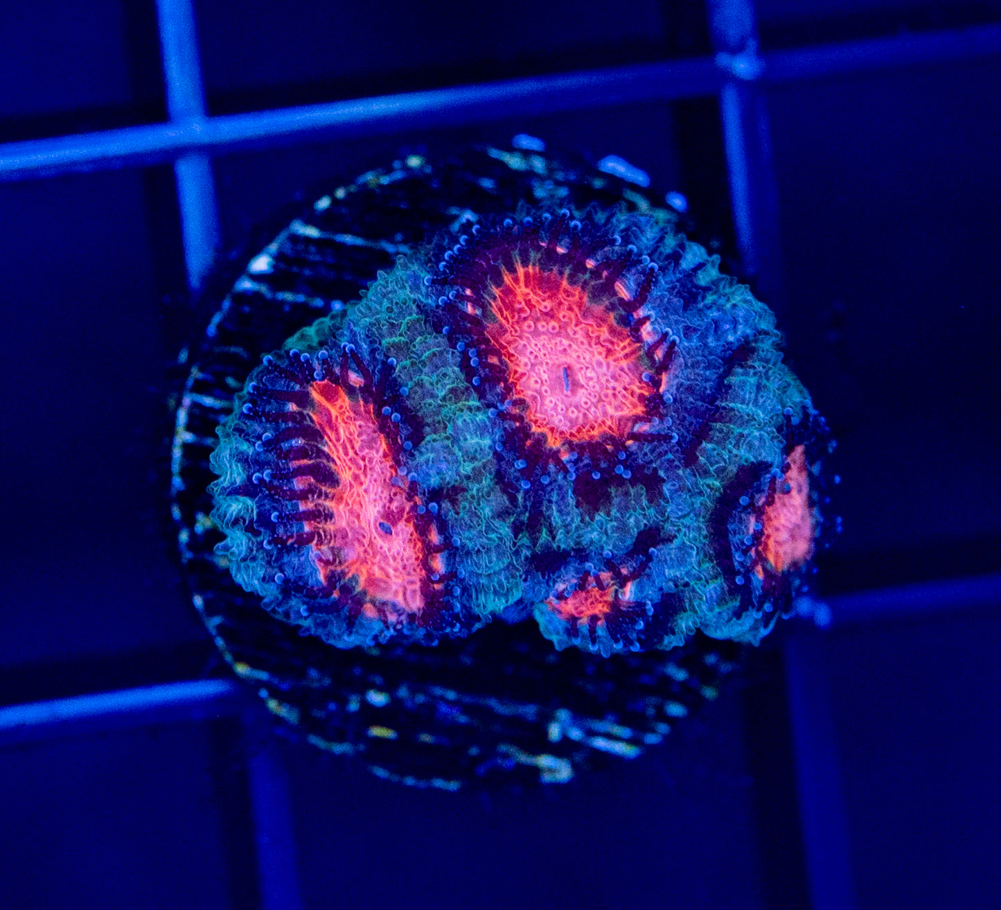 T02 F WATERMELON MICROMUSSA