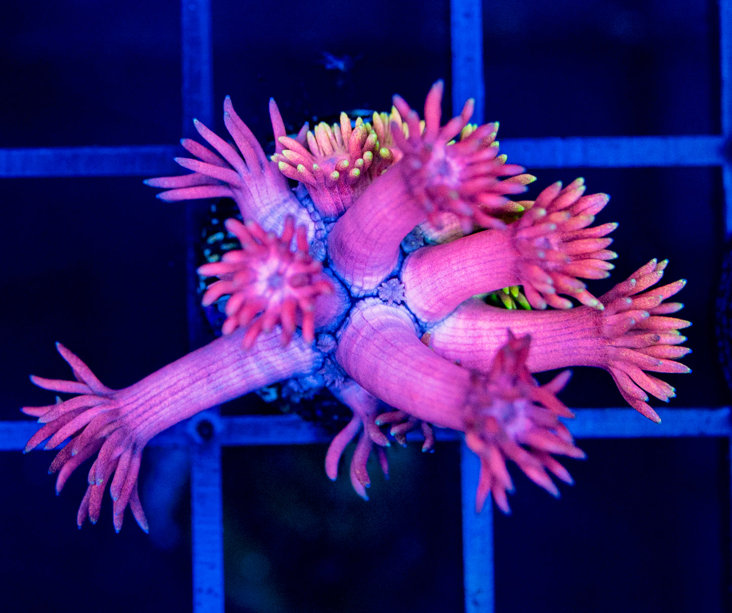 T03F RAS Pink Flamingos GONI
