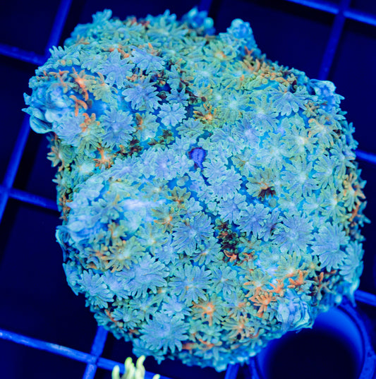 W01F RAINBOW PINCUSHION MUSHROOM