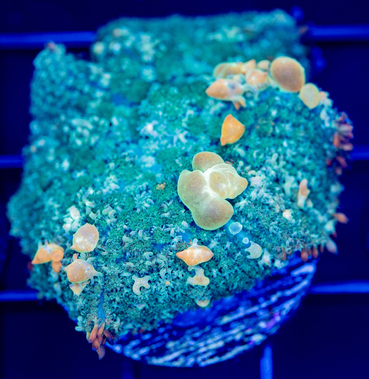 T31 F GOLDEN LEOPARD BOUNCE MUSHROOM