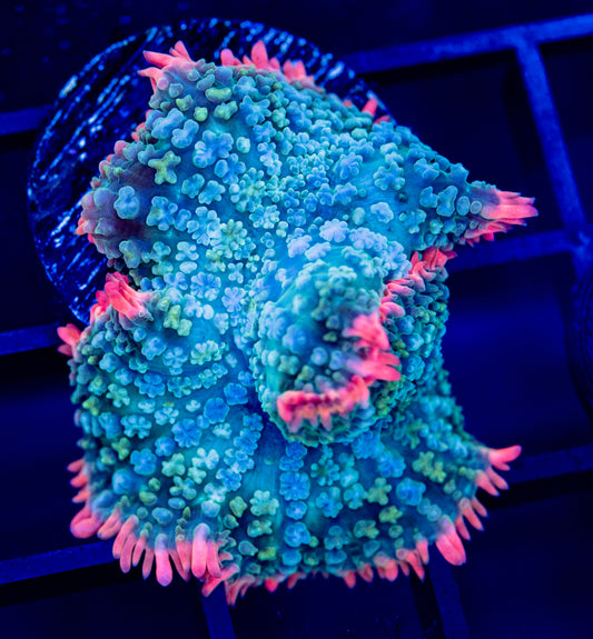 C40 Frankenstein Bounce Mushroom