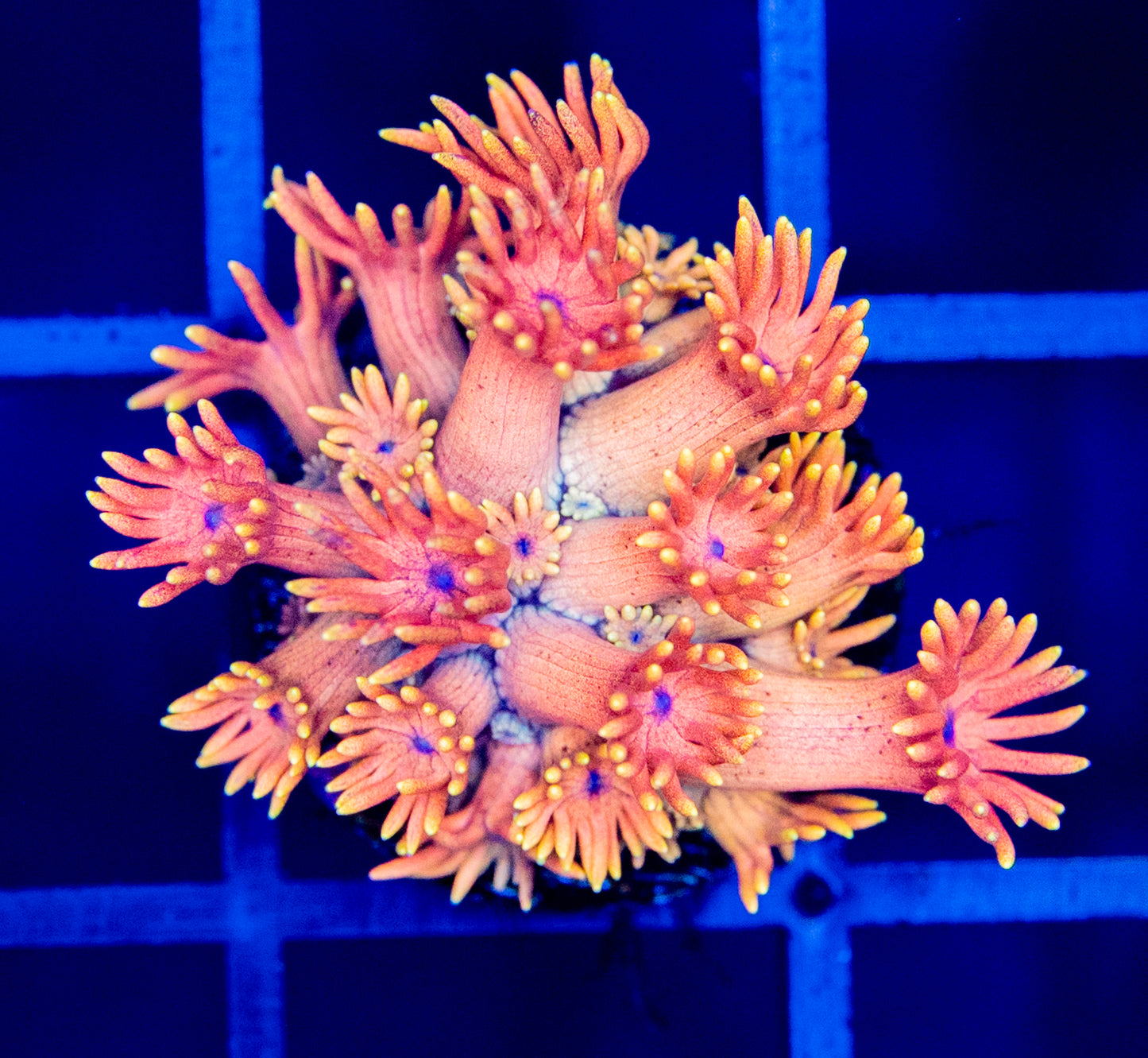 U03 F PEACH PIT GONI