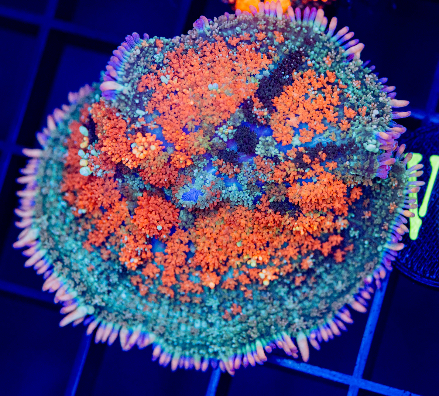 V06 F RAINBOW FRANK MUSHROOM