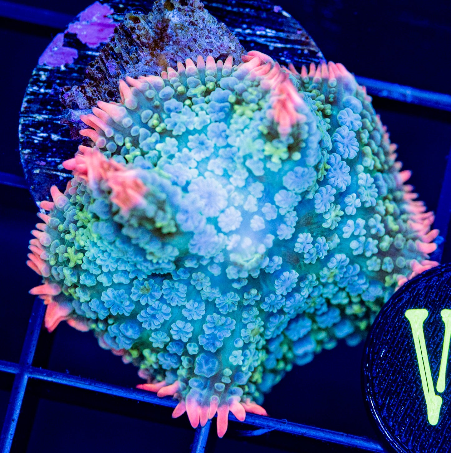 V11F Frankenstein Bounce MUSHROOM