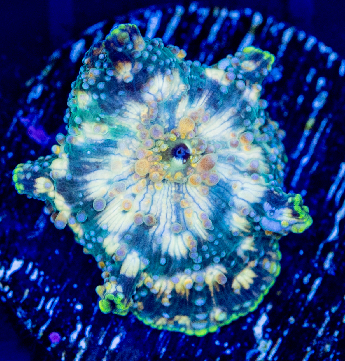 V19F Yellow Spots DISCO Mushroom
