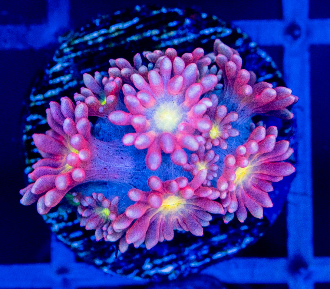V32F Pink Rosé GONI