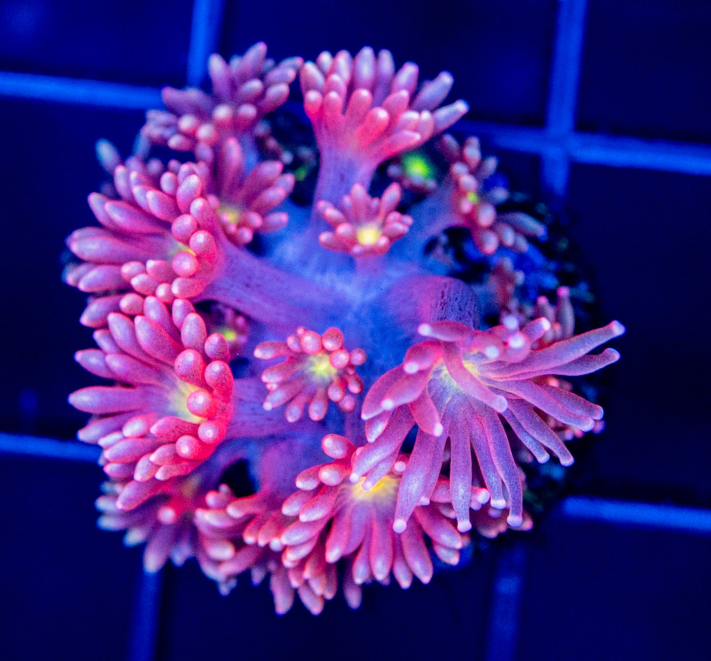W01F Pink Rosé GONI
