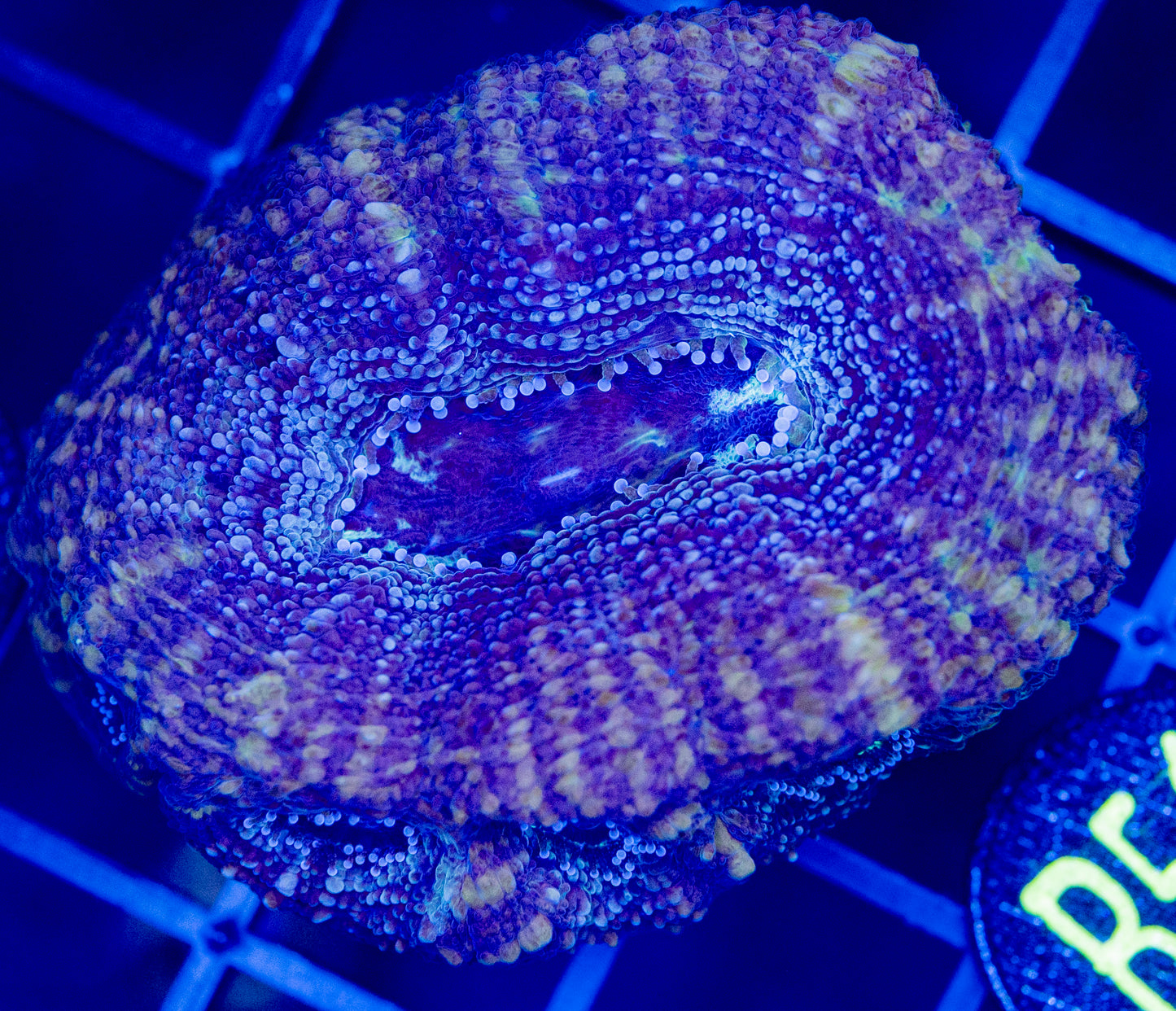 b51 Purple monster Bowerbanki
