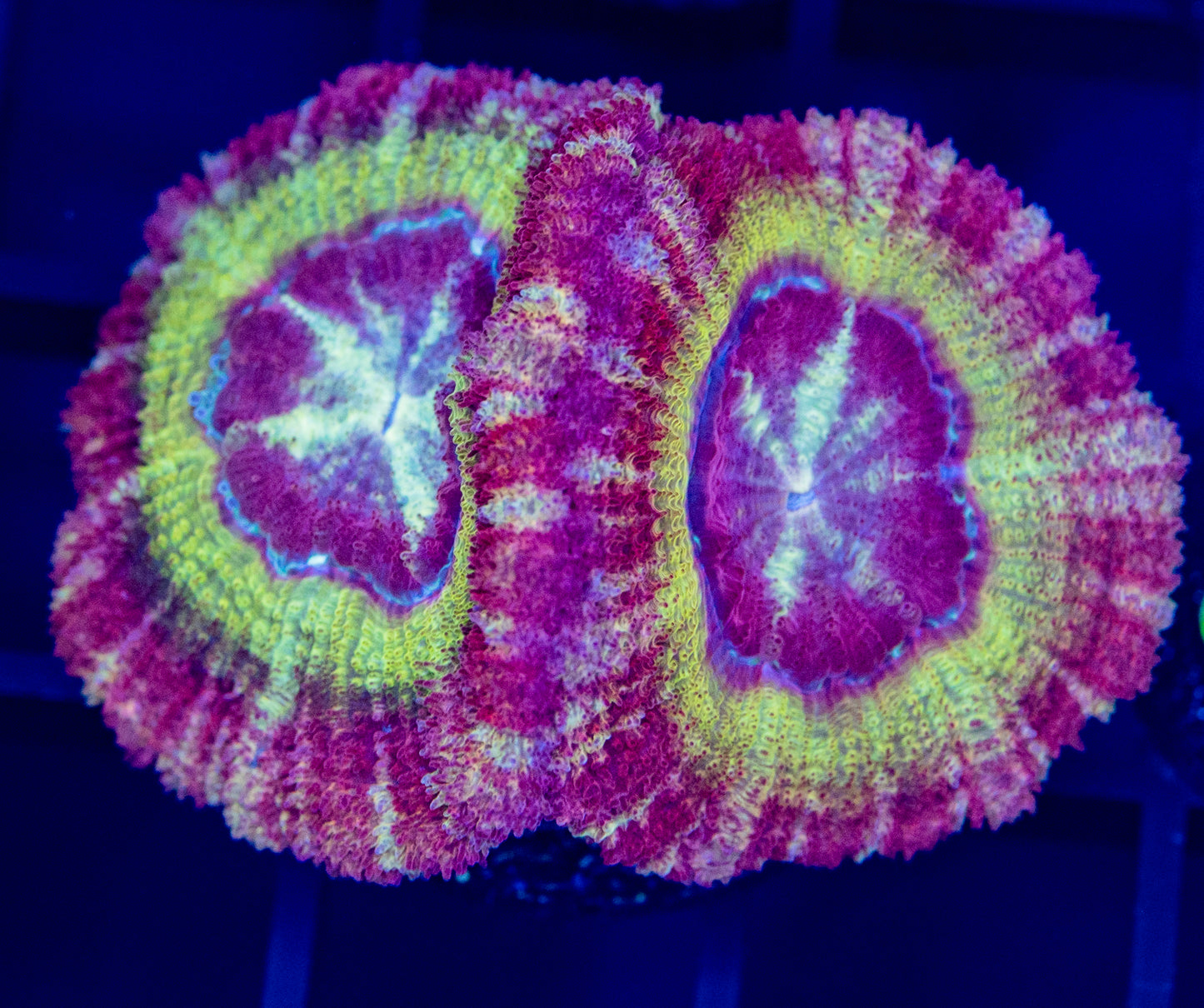 G40 Dragon Breath Asian Acan