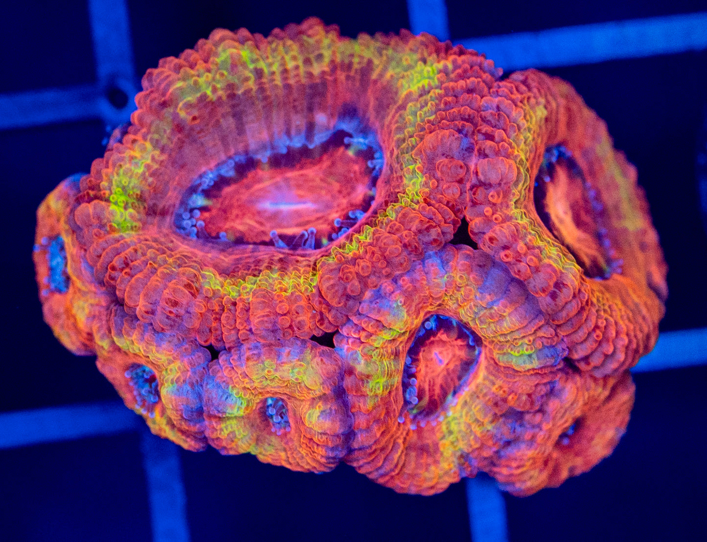 i42 RAINBOW MINI ACAN COLONY