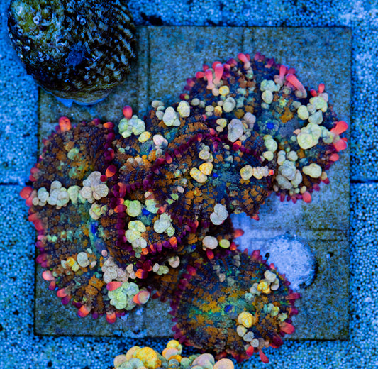 OT7 Bounce Mushrooms - Not WYSIWYG - Picture of Mother Colony