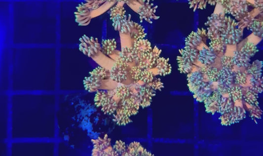 RAS Peach Passion Goni