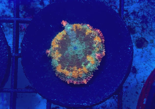 Frankenstein’s Bride mushroom