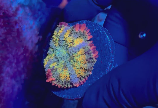 Rainbow Frank Mushroom