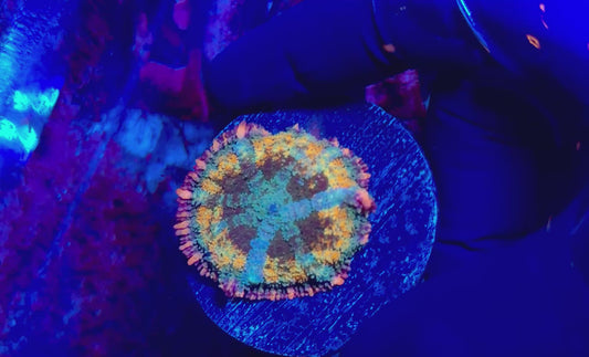 Frankenstein’s Bride Mushroom