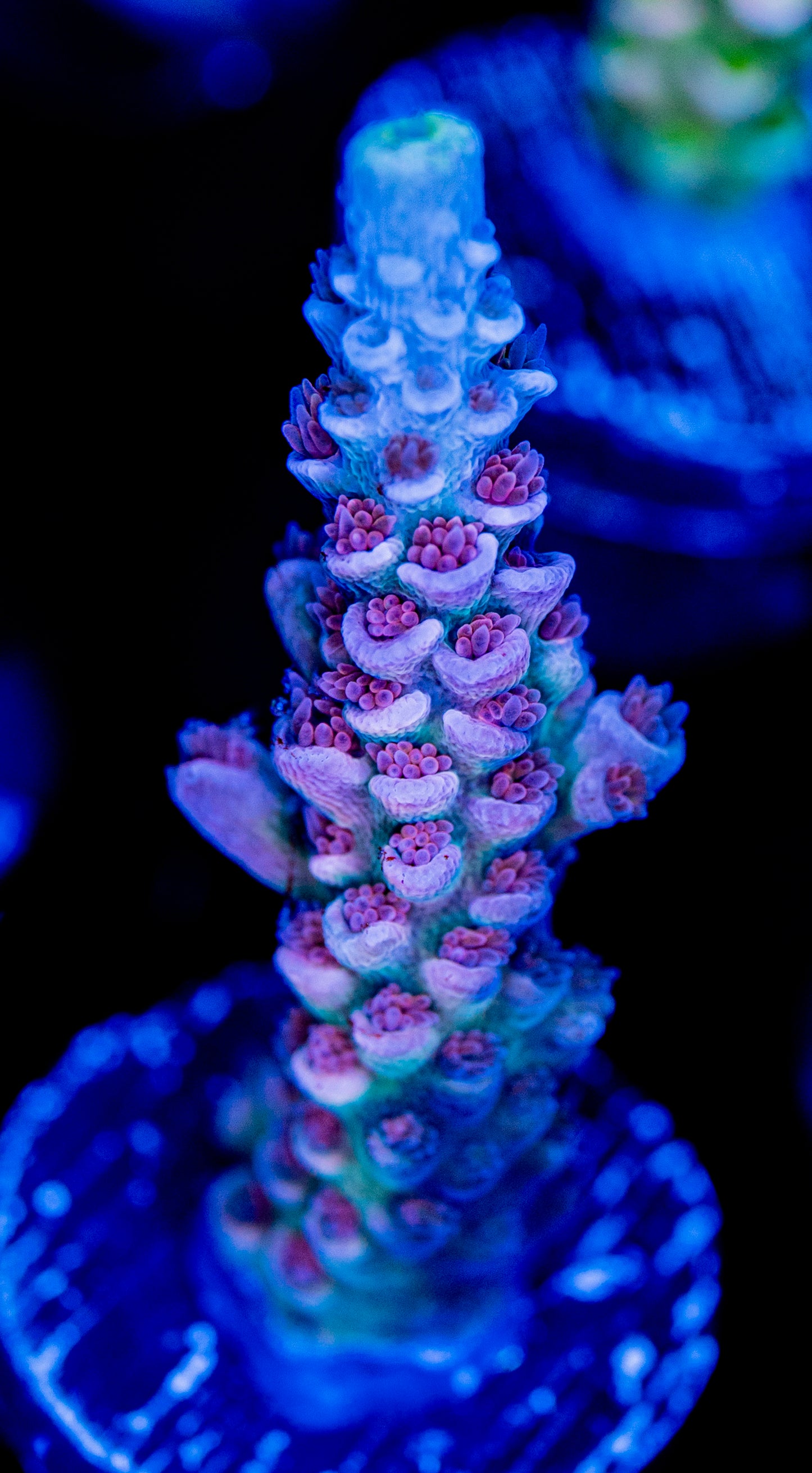 RAS Ice Dream WYSIWYG