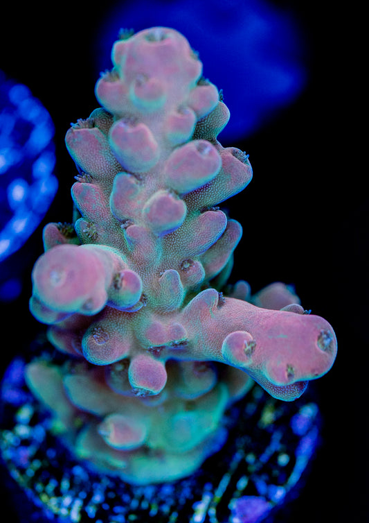 RAS Grape Ape WYSIWYG 02