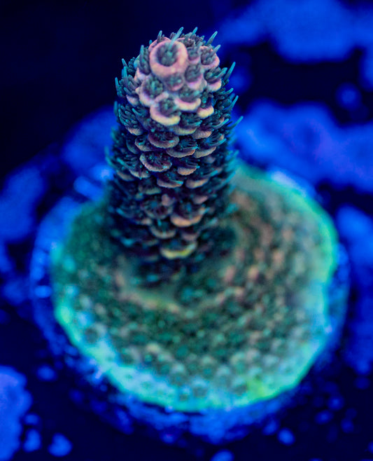 Burning Banana WYSIWYG