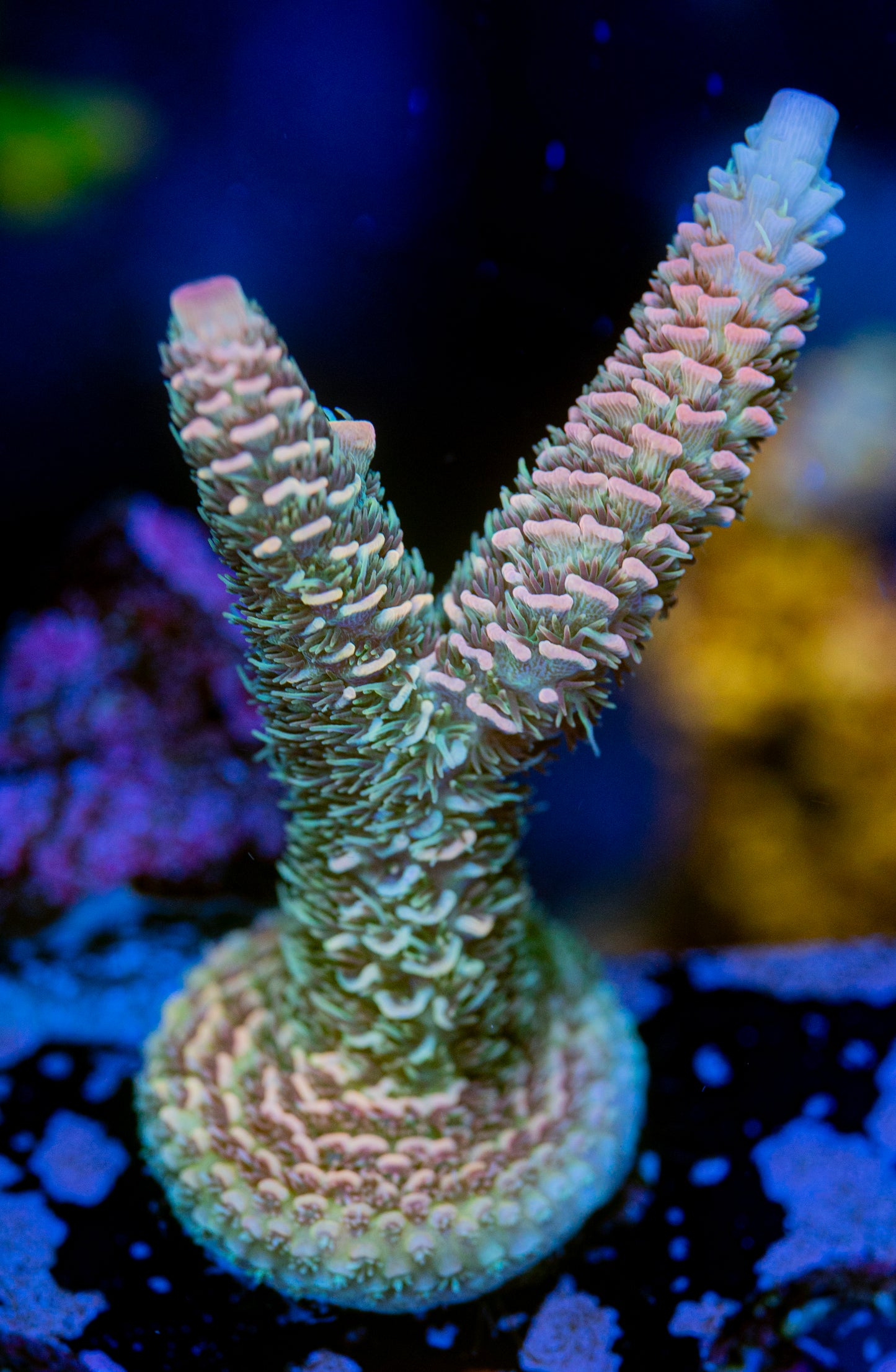 Creamsicle Milli WYSIWYG