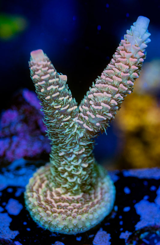 Creamsicle Milli WYSIWYG