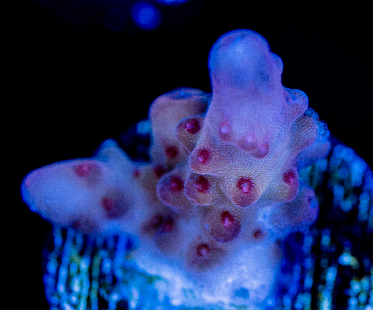 Robinhood Acro WYSIWYG 01