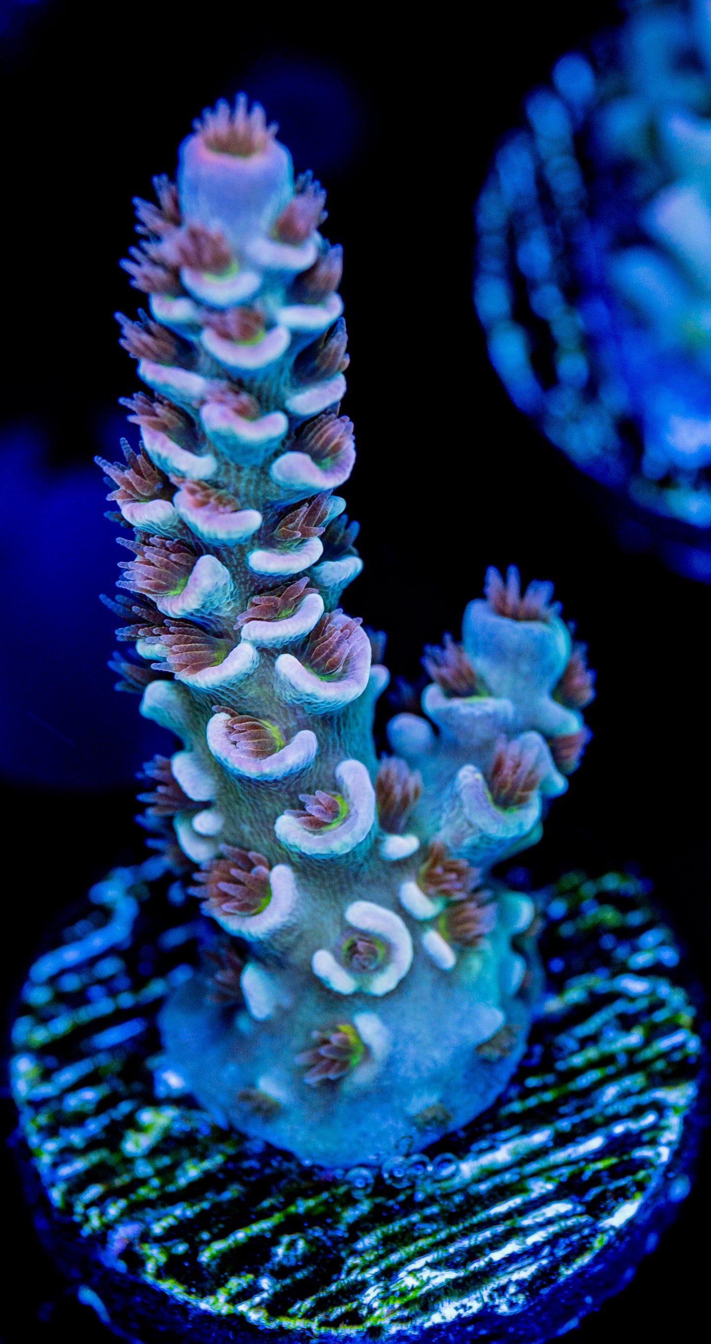 RAS Fuego Azul WYSIWYG 01