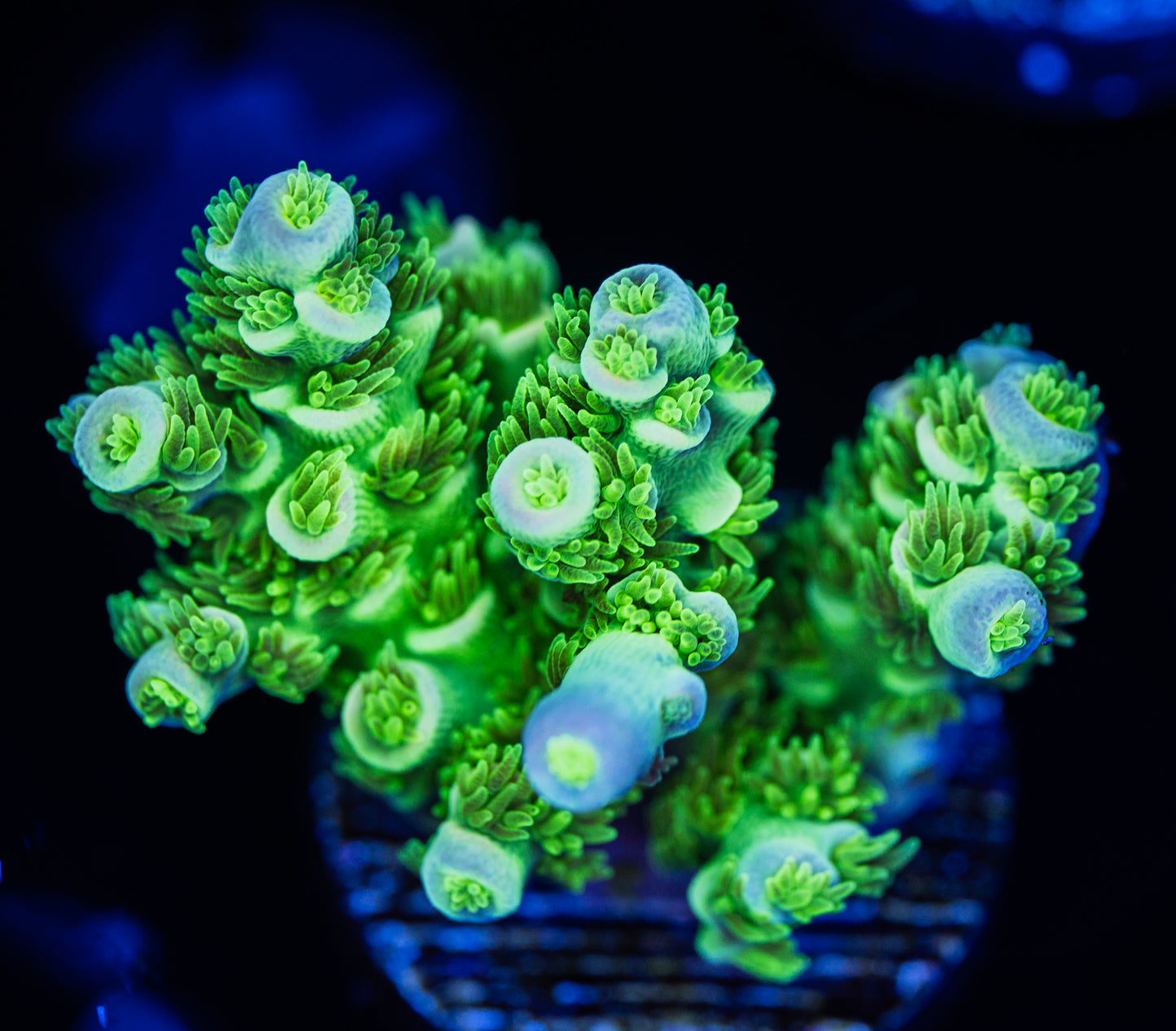 RAS Not A HW WYSIWYG 01