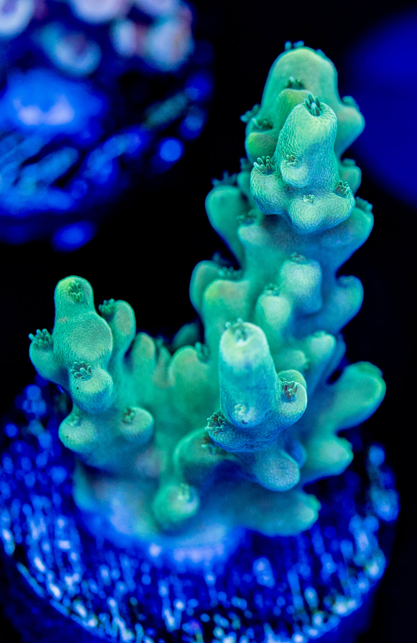 Green Machine WYSIWYG