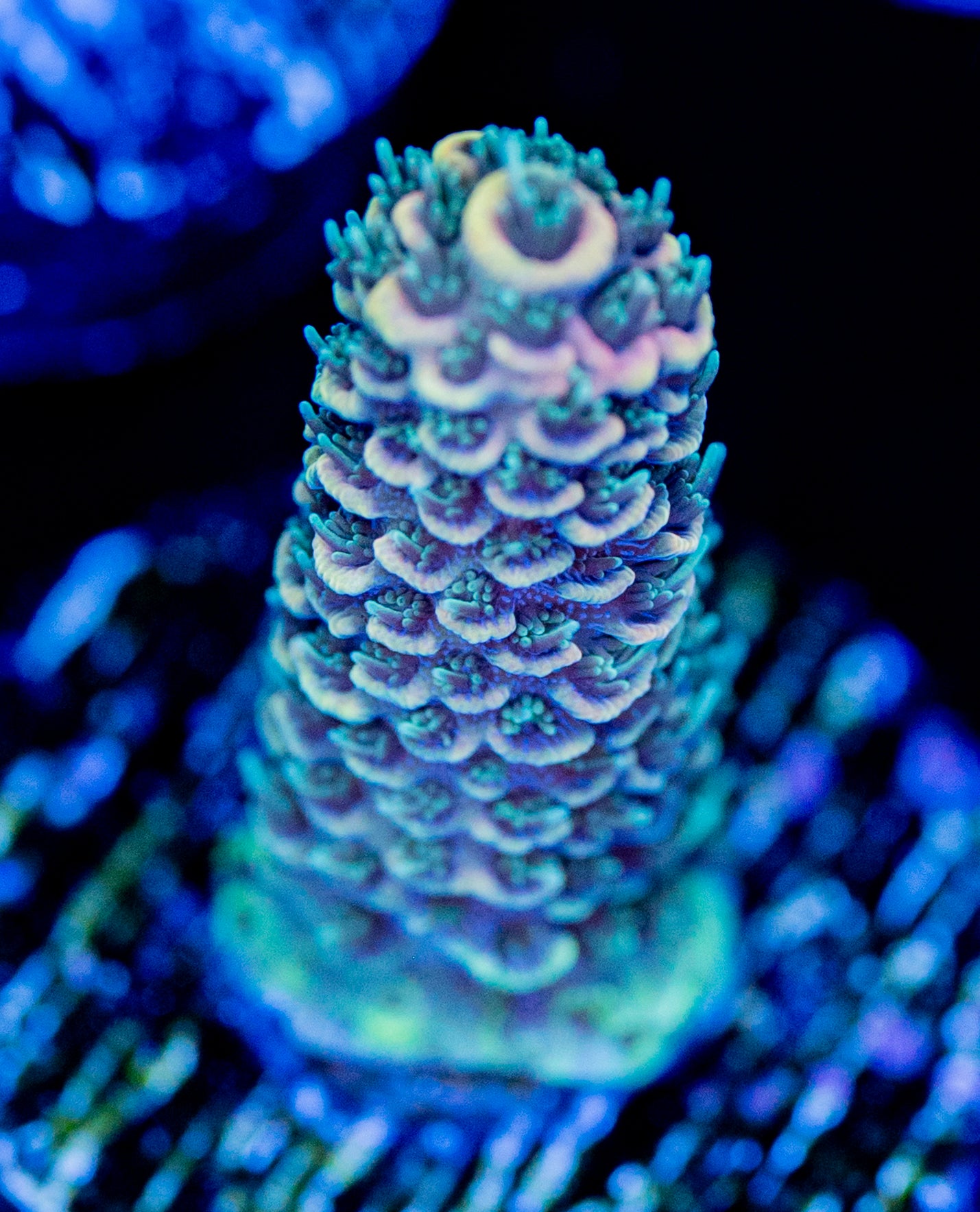 Burning Banana Milli WYSIWYG