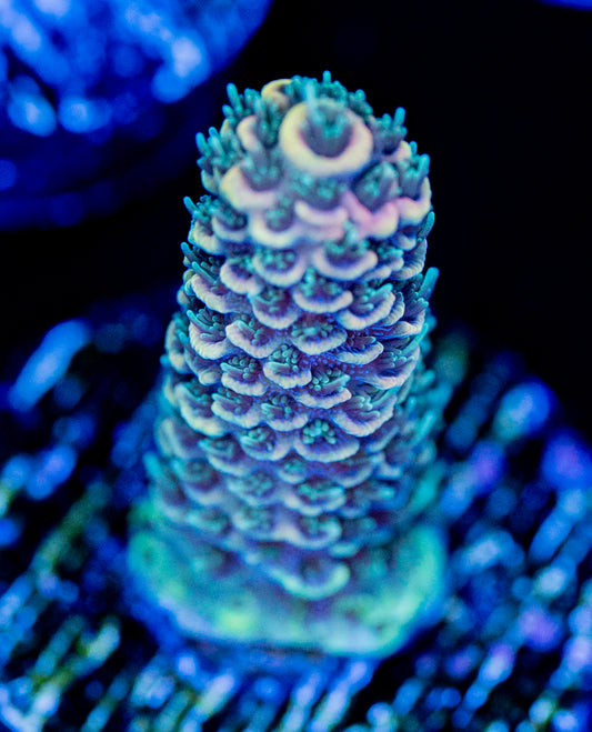 Burning Banana Milli WYSIWYG